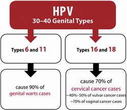 what type of cervical cancer does hpv cause